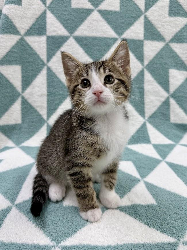 Enlarge Charcoal, a ADOPTABLE Domestic Short Hair in Columbus, OH image 4/6