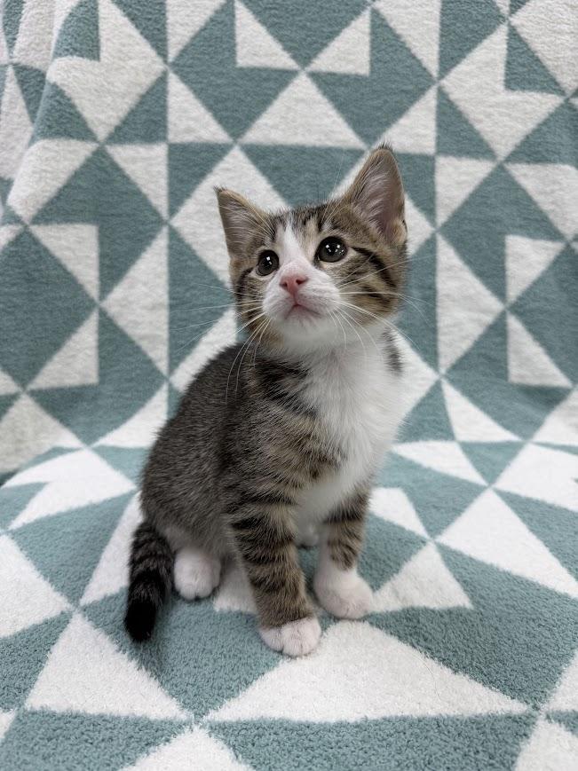 Enlarge Charcoal, a ADOPTABLE Domestic Short Hair in Columbus, OH image 6/6