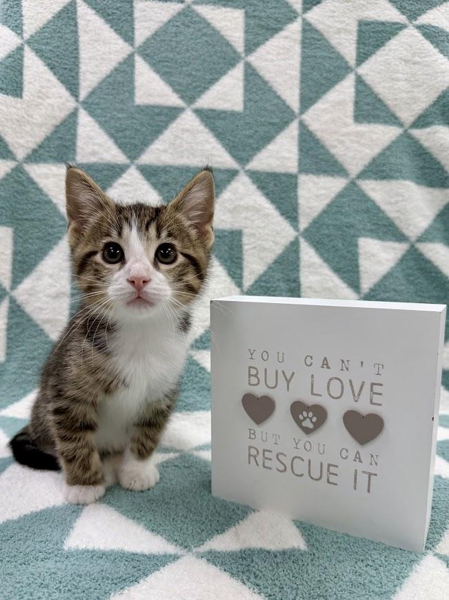 Enlarge Charcoal, a ADOPTABLE Domestic Short Hair in Columbus, OH image 5/6