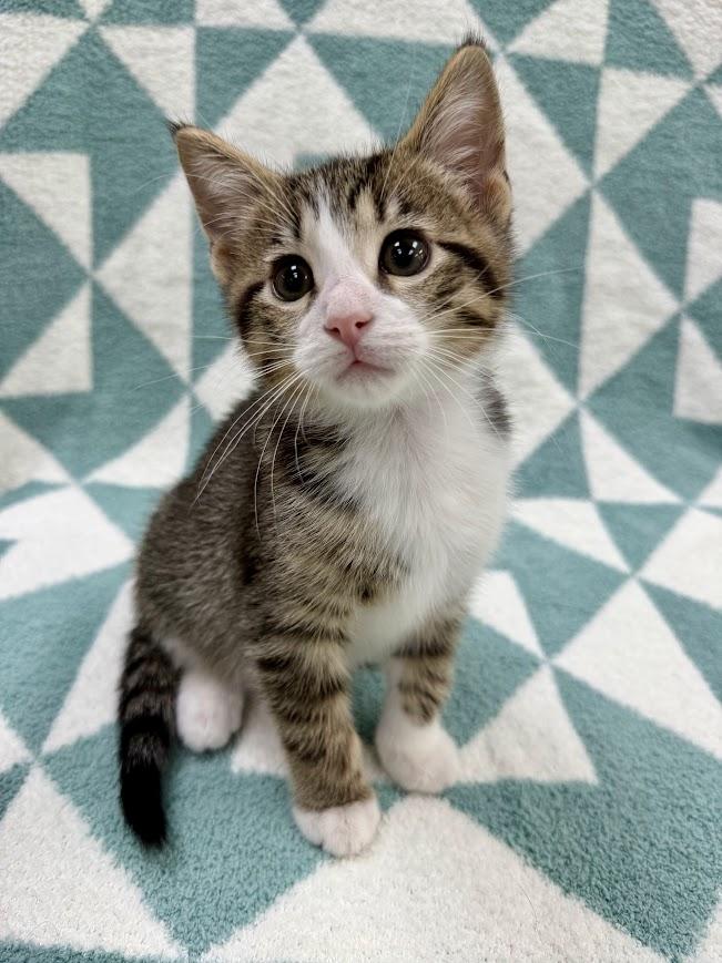 Enlarge Charcoal, a ADOPTABLE Domestic Short Hair in Columbus, OH image 2/6