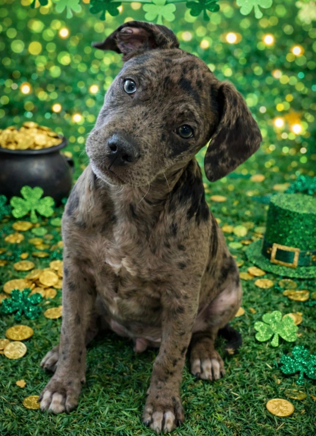 Enlarge Twain, an adopted Catahoula Leopard Dog in Hamilton , NJ image 1/1