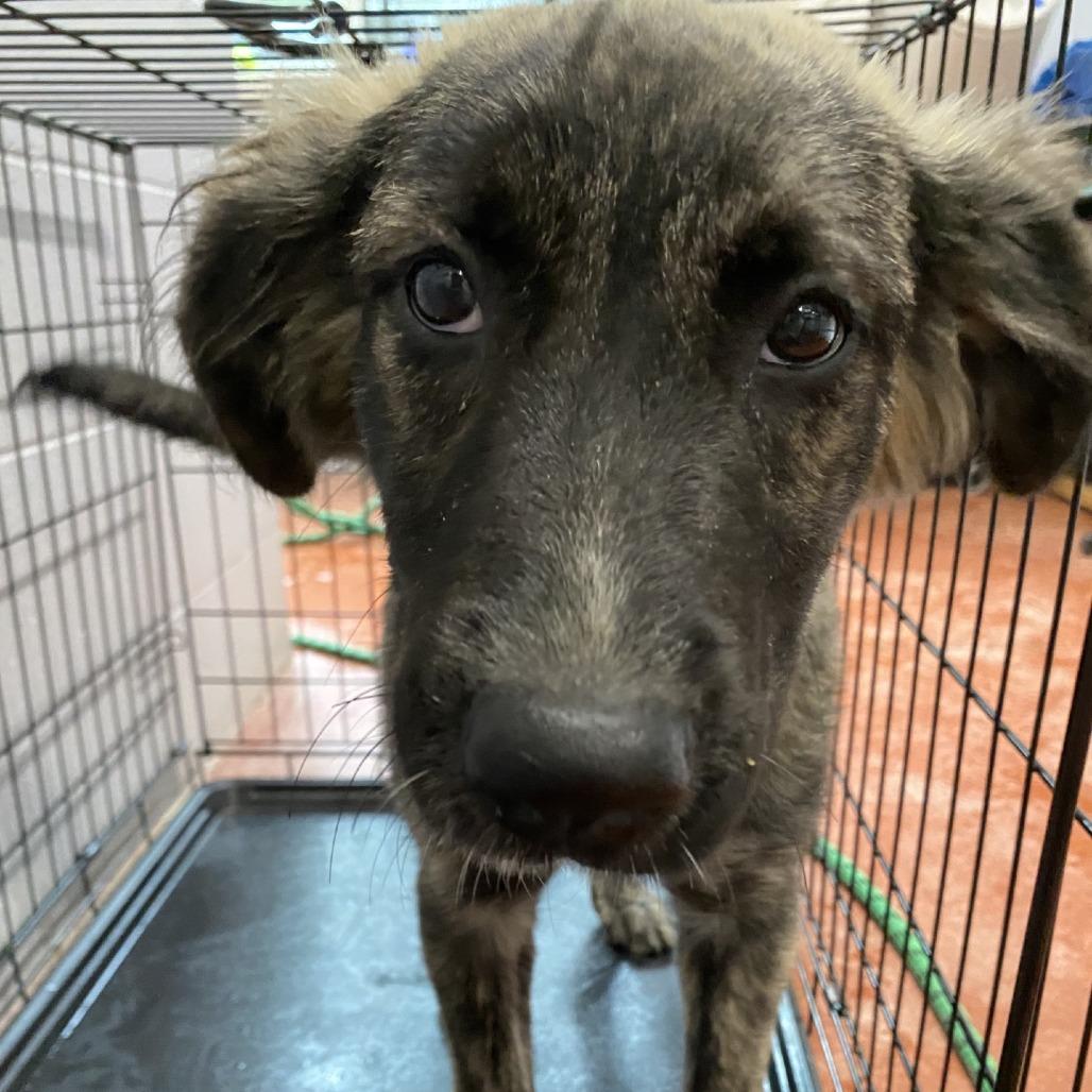 Chloe Elise, Adoptable, Young Female Great Pyrenees & Catahoula Leopard Dog.