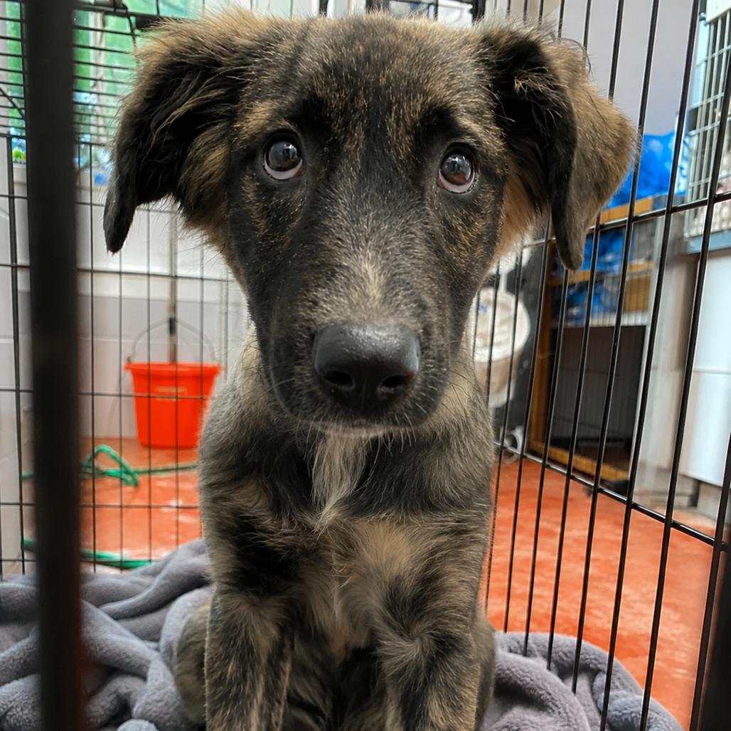 Enlarge Chloe Elise, a Adoptable mixed breed in Columbus, NC image 2/5