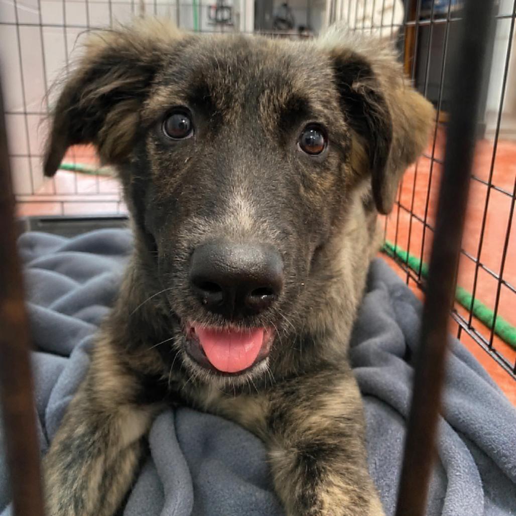 Enlarge Chloe Elise, a Adoptable mixed breed in Columbus, NC image 3/5