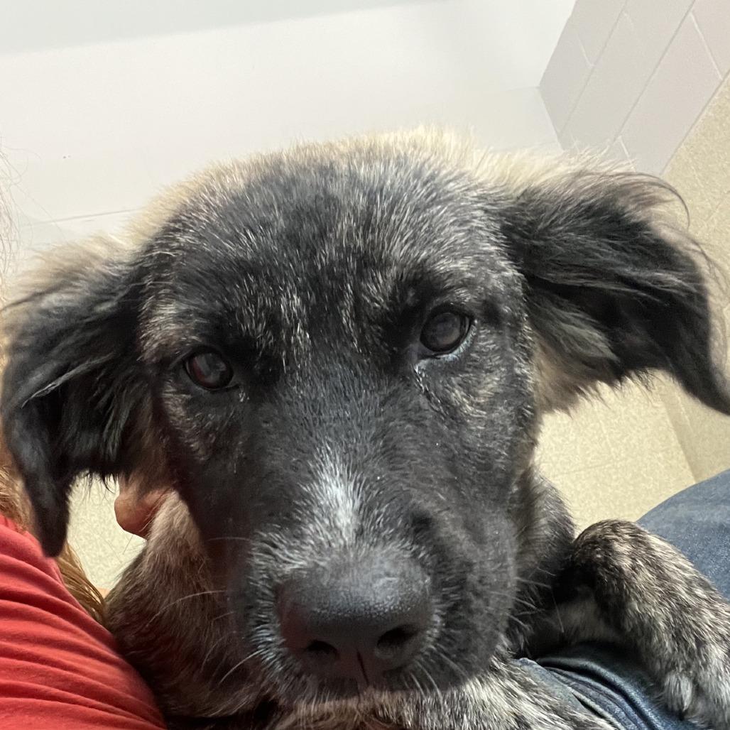 Enlarge Chloe Elise, a Adoptable mixed breed in Columbus, NC image 4/5