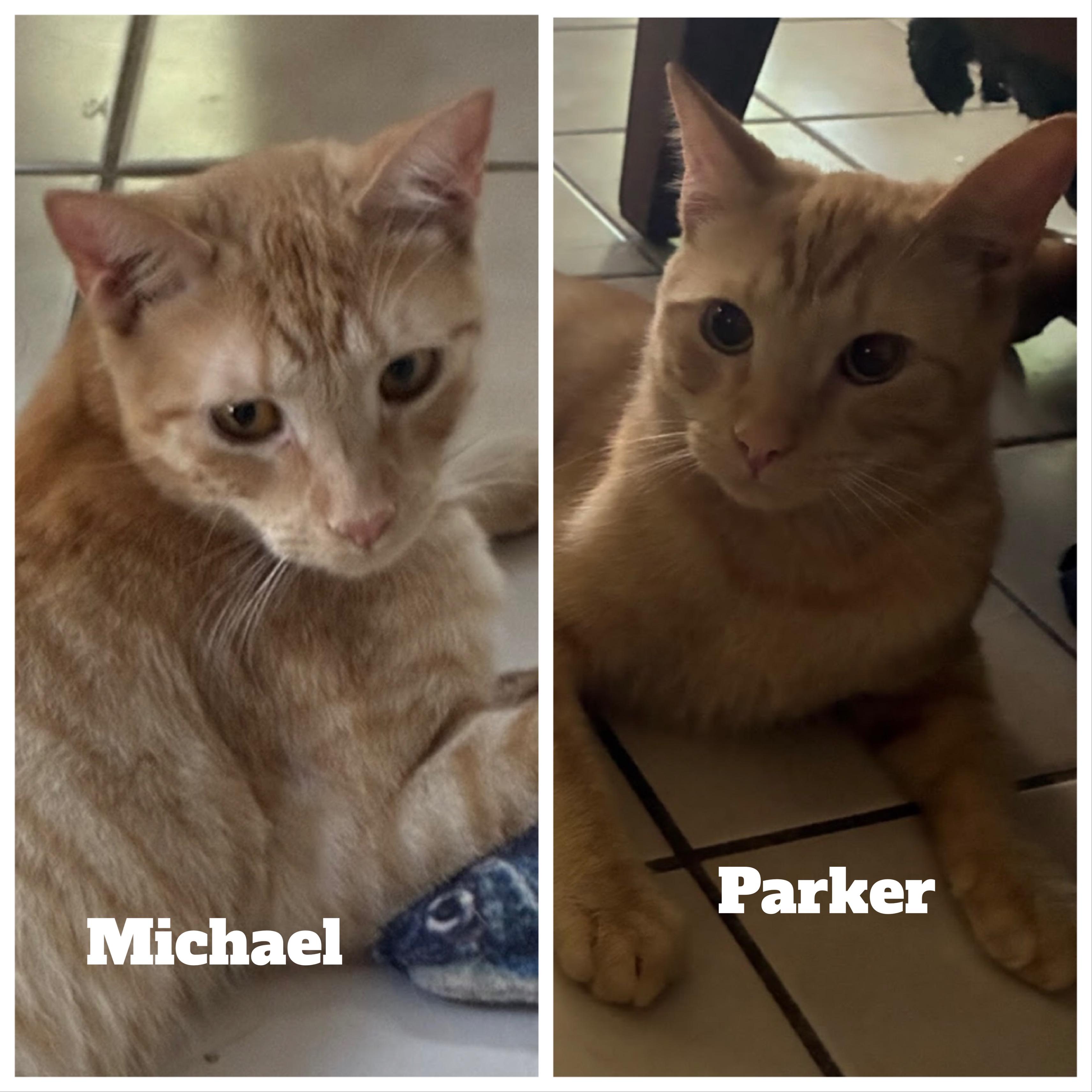 Enlarge Michael & Parker - Bonded Pair, a Adoptable Domestic Short Hair in Austin, TX image 1/5