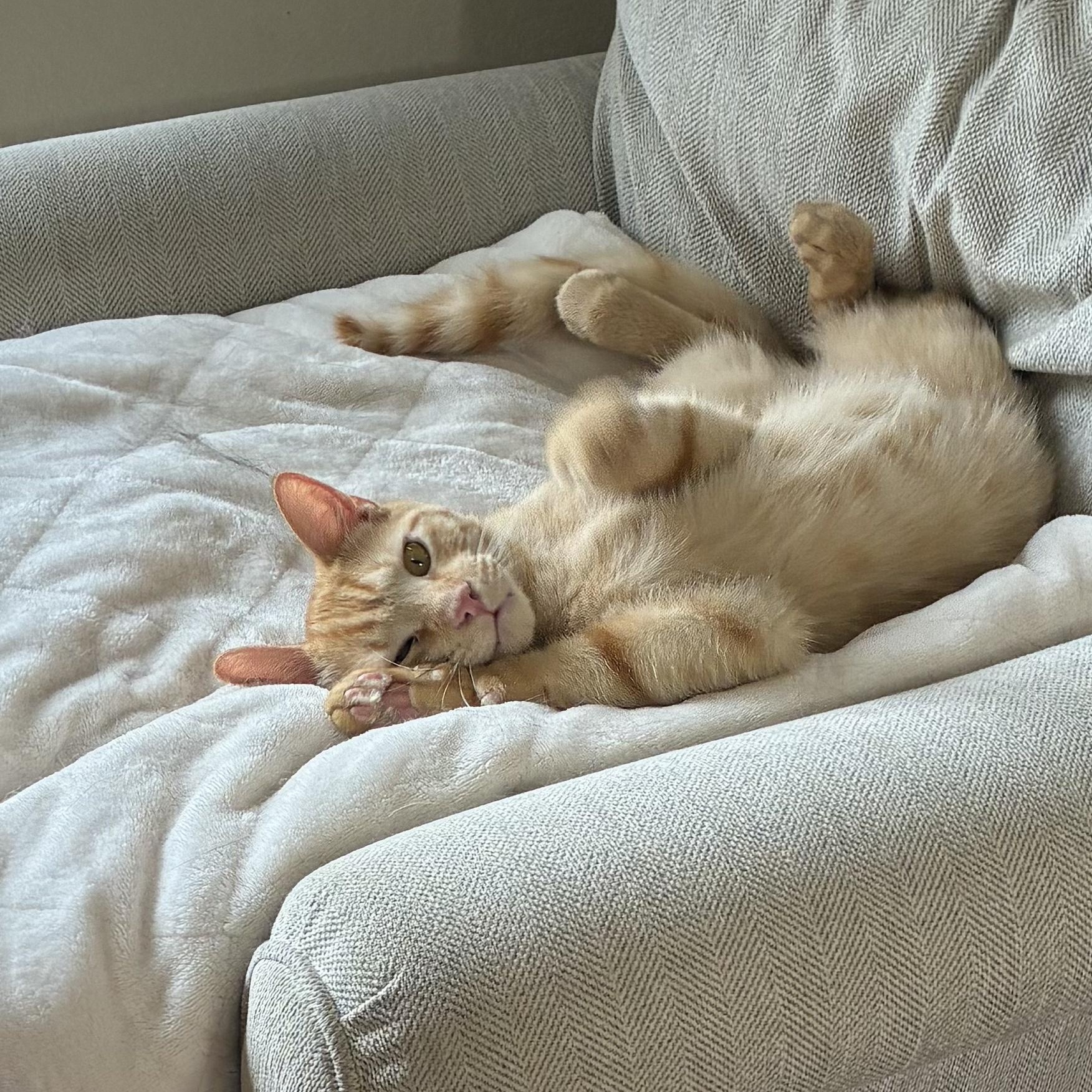 Enlarge Parker & Michael, a Adoptable Domestic Short Hair in Austin, TX image 1/5