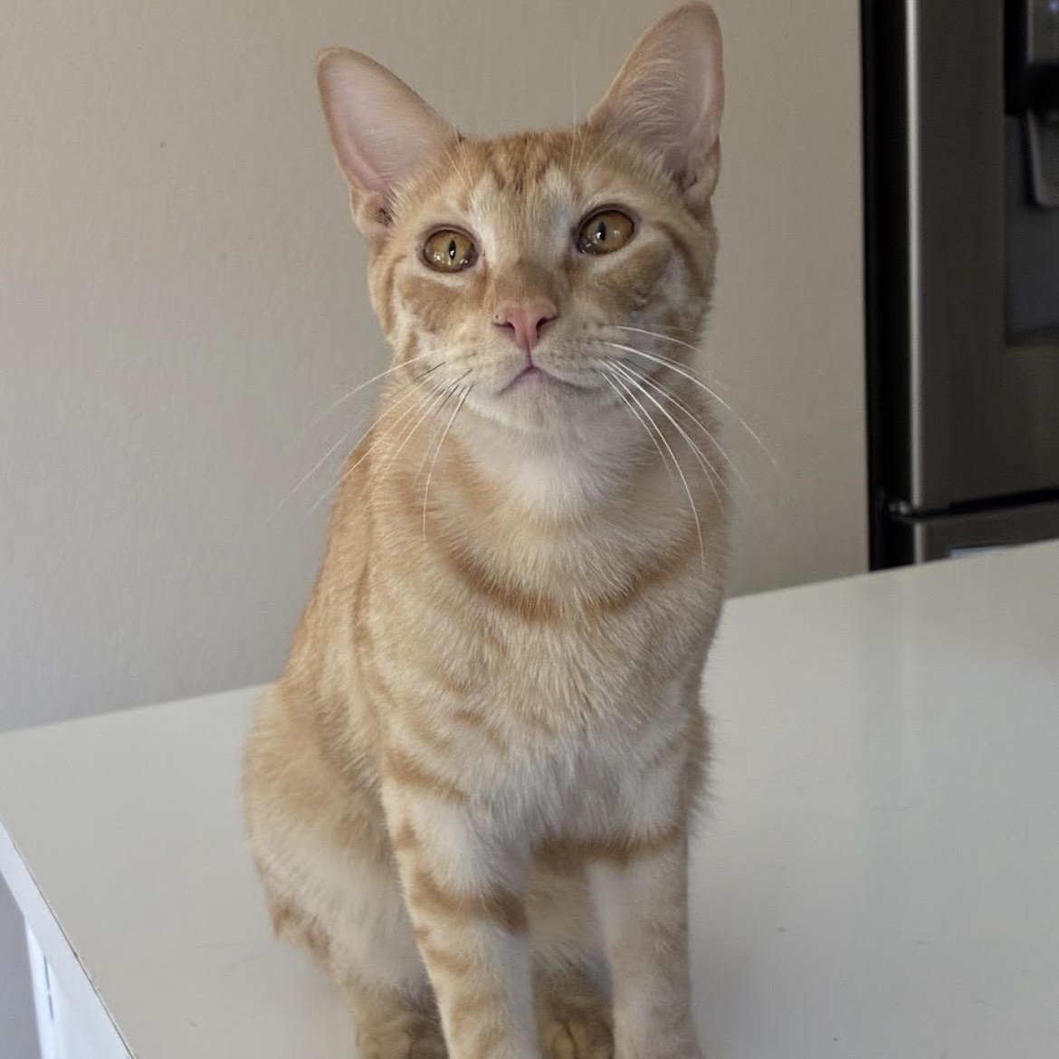 Parker & Michael - Bonded Pair, a Adoptable Domestic Short Hair in Austin, TX image 3/5