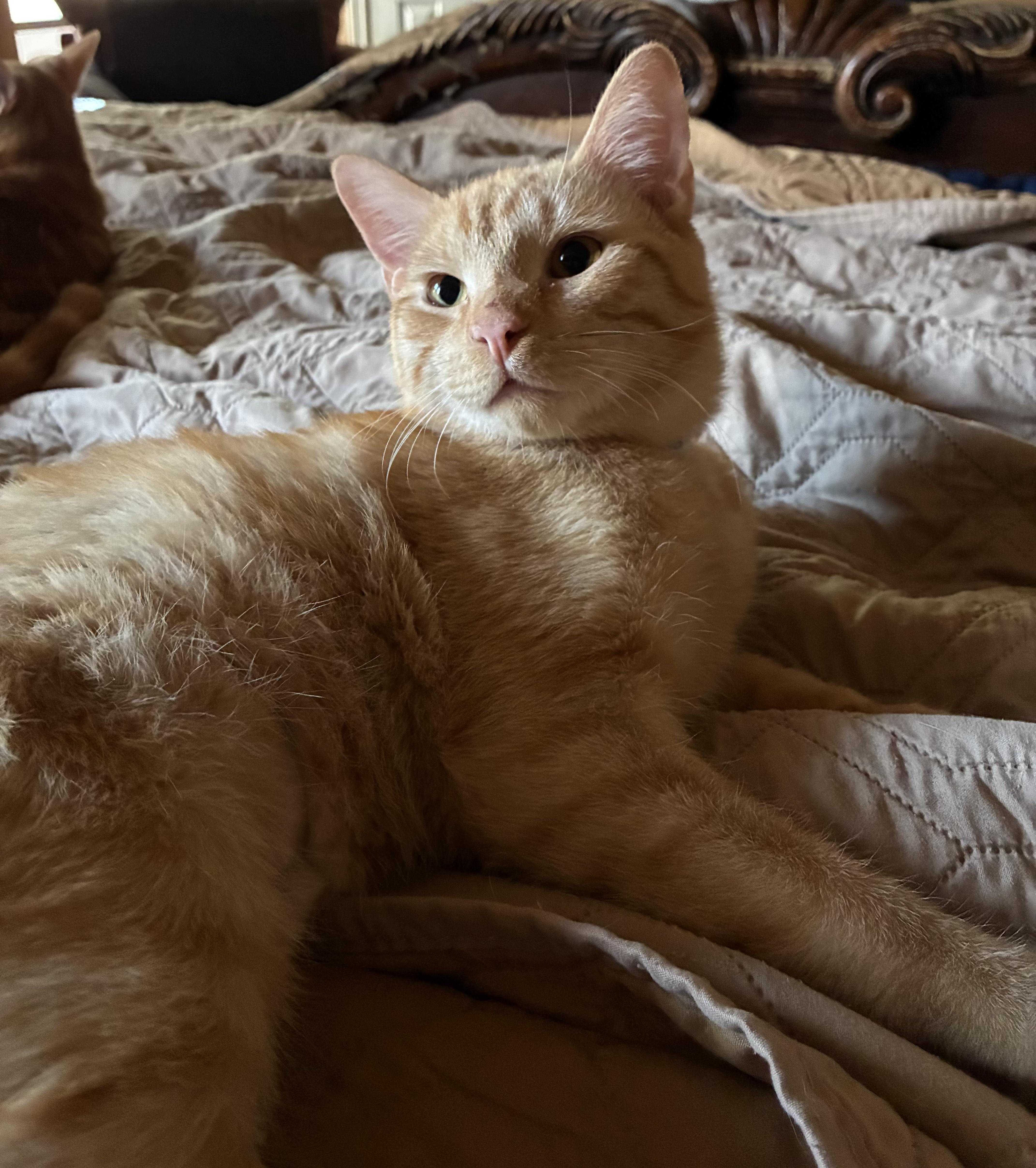 Enlarge Parker & Michael, a Adoptable Domestic Short Hair in Austin, TX image 3/5