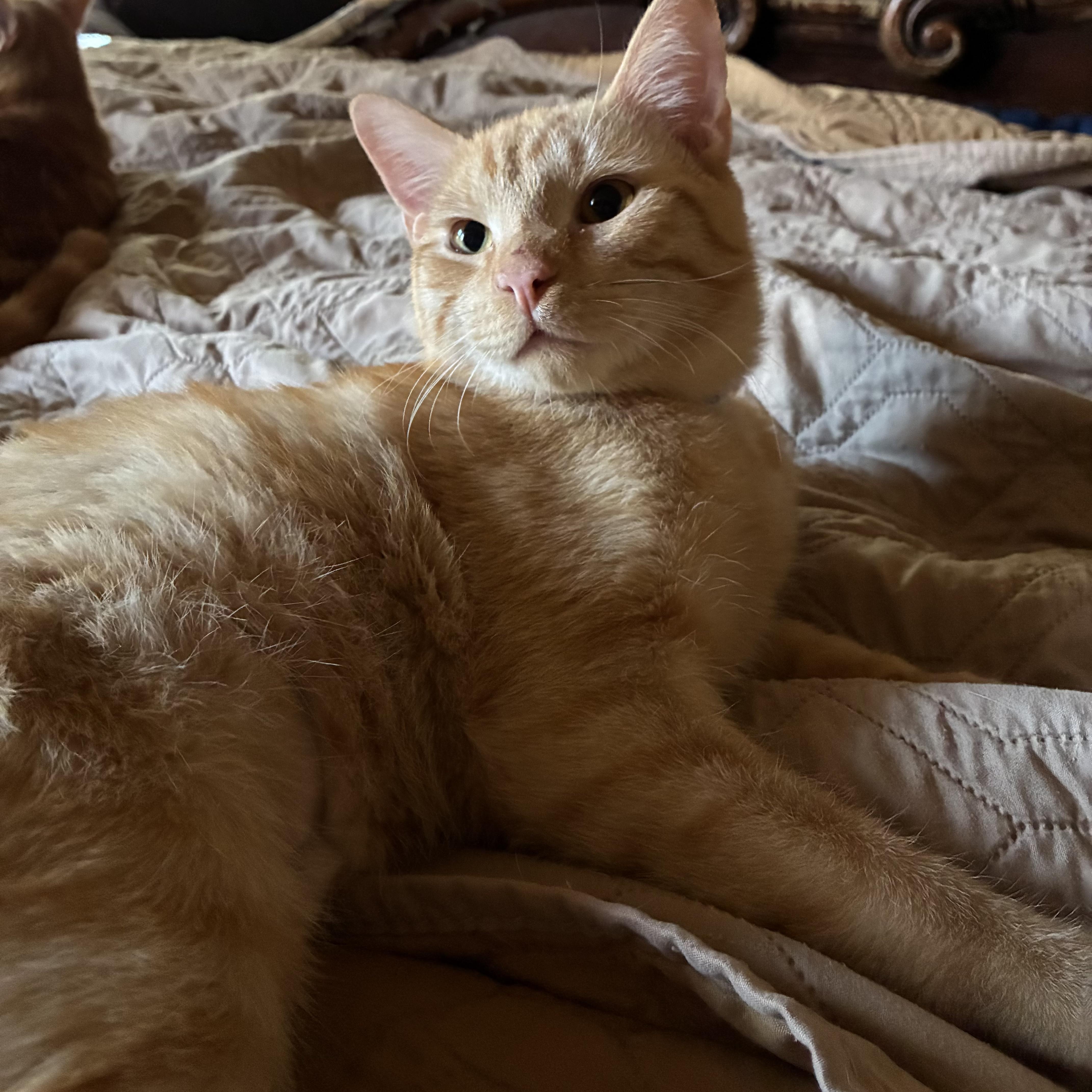Enlarge Michael & Parker - Bonded Pair, a Adoptable Domestic Short Hair in Austin, TX image 4/5