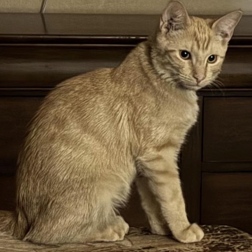 Parker & Michael - Bonded Pair, a Adoptable Domestic Short Hair in Austin, TX image 5/5