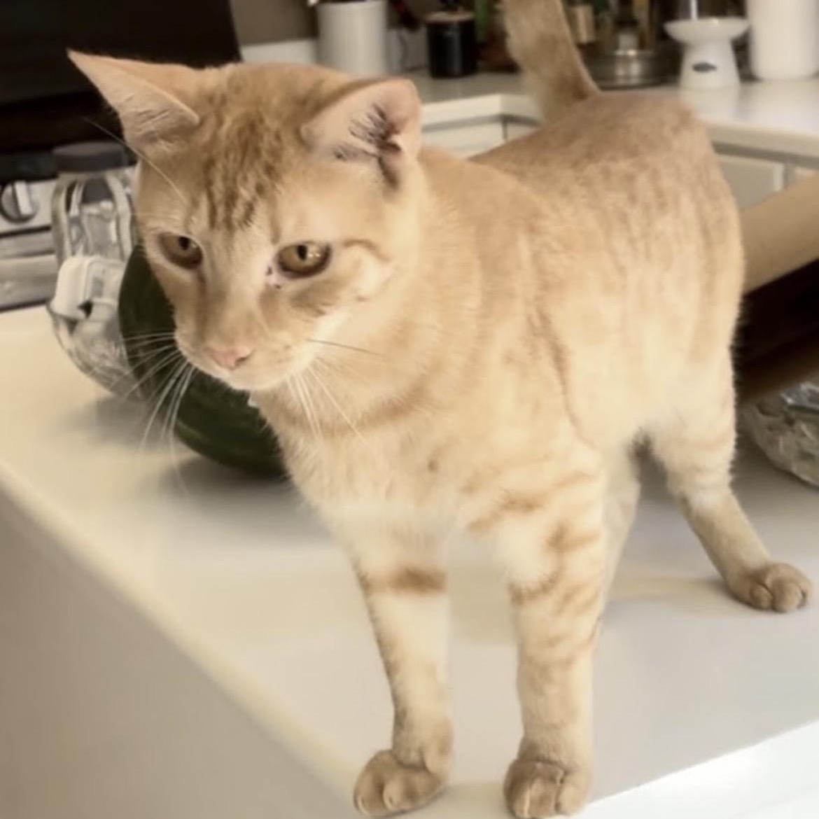 Parker & Michael - Bonded Pair, a Adoptable Domestic Short Hair in Austin, TX image 2/5