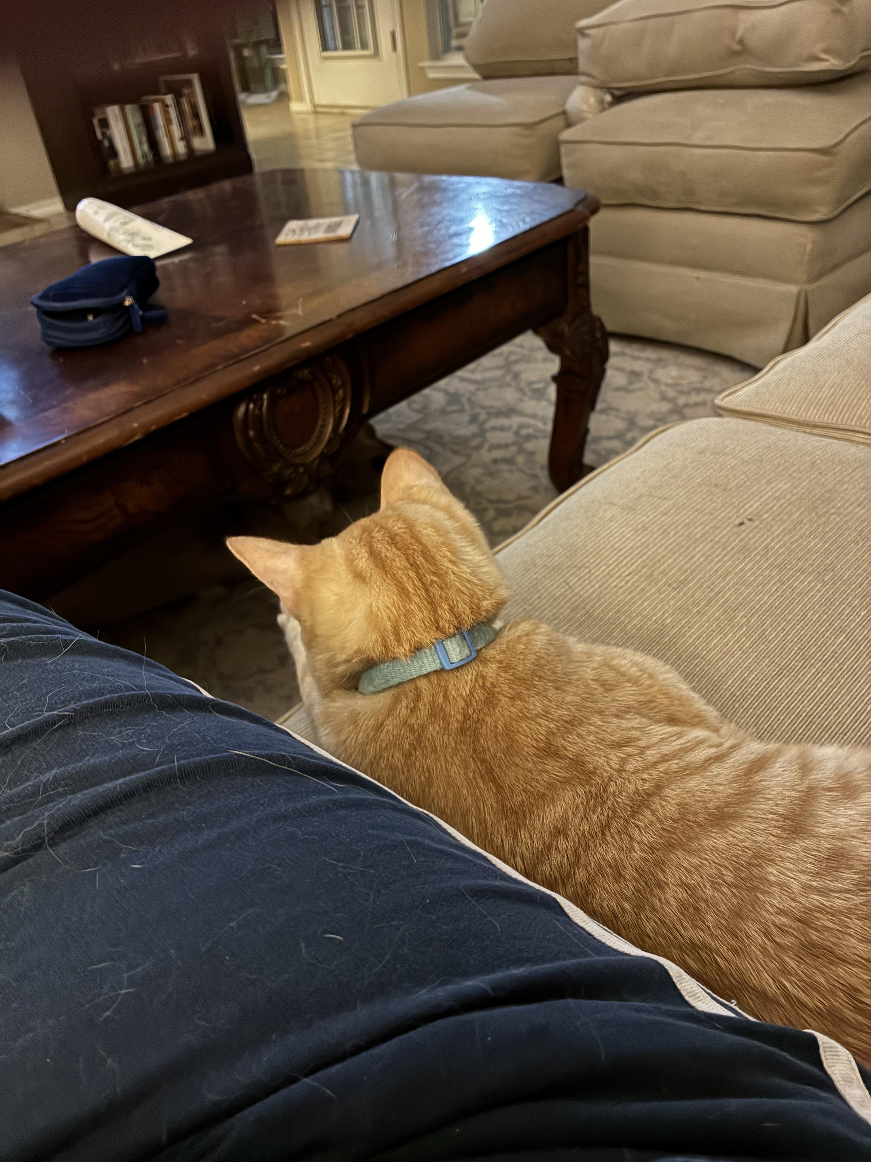 Enlarge Parker & Michael, a Adoptable Domestic Short Hair in Austin, TX image 4/5