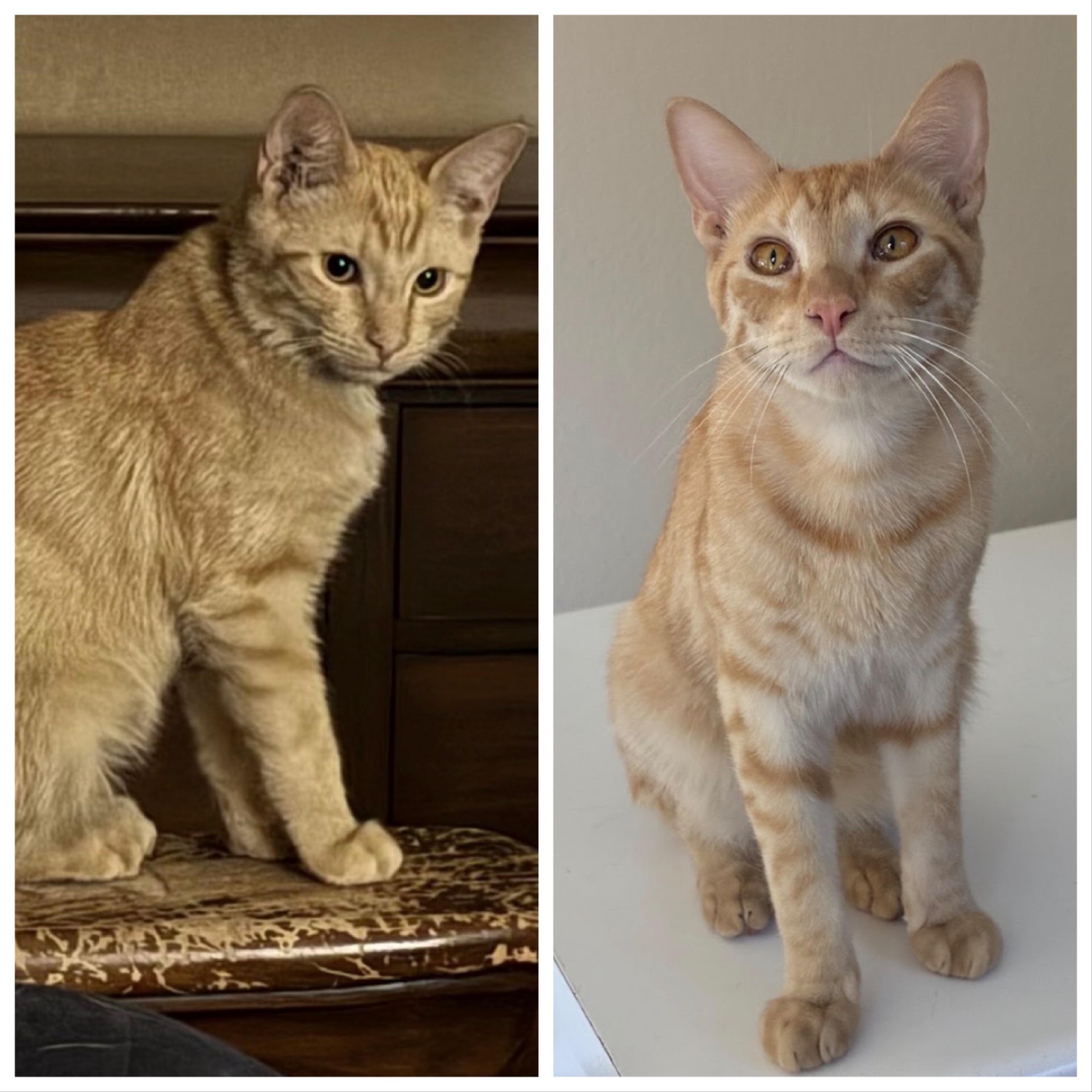 Parker & Michael - Bonded Pair, a Adoptable Domestic Short Hair in Austin, TX image 1/5