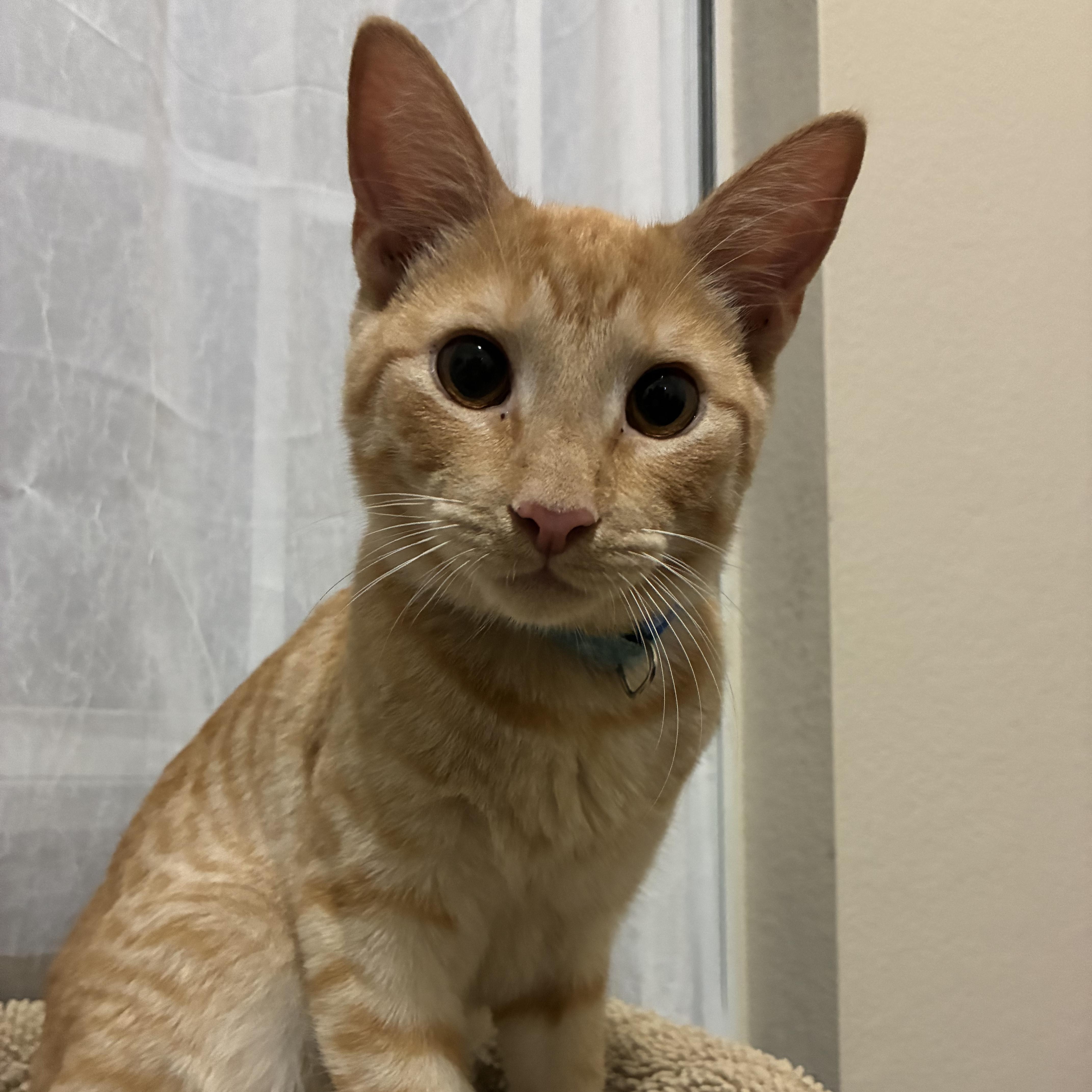 Enlarge Parker & Michael, a Adoptable Domestic Short Hair in Austin, TX image 2/5