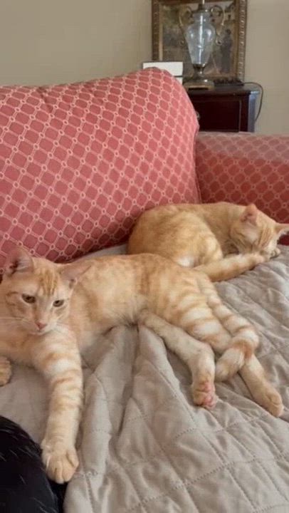 Enlarge Parker & Michael, a Adoptable Domestic Short Hair in Austin, TX video 5/5