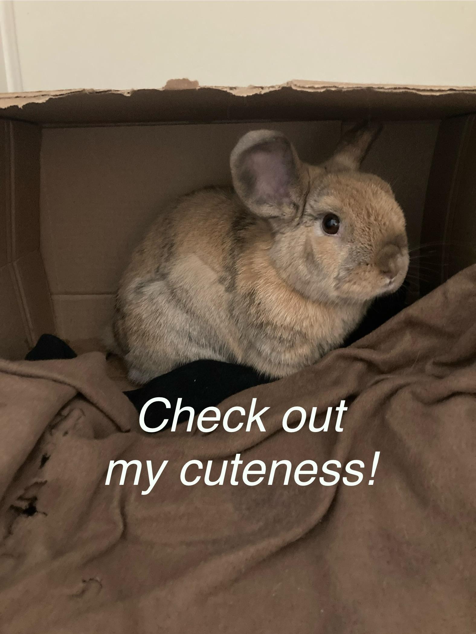 Enlarge Aerial, a Adoptable mixed breed in Laurens, SC image 3/6