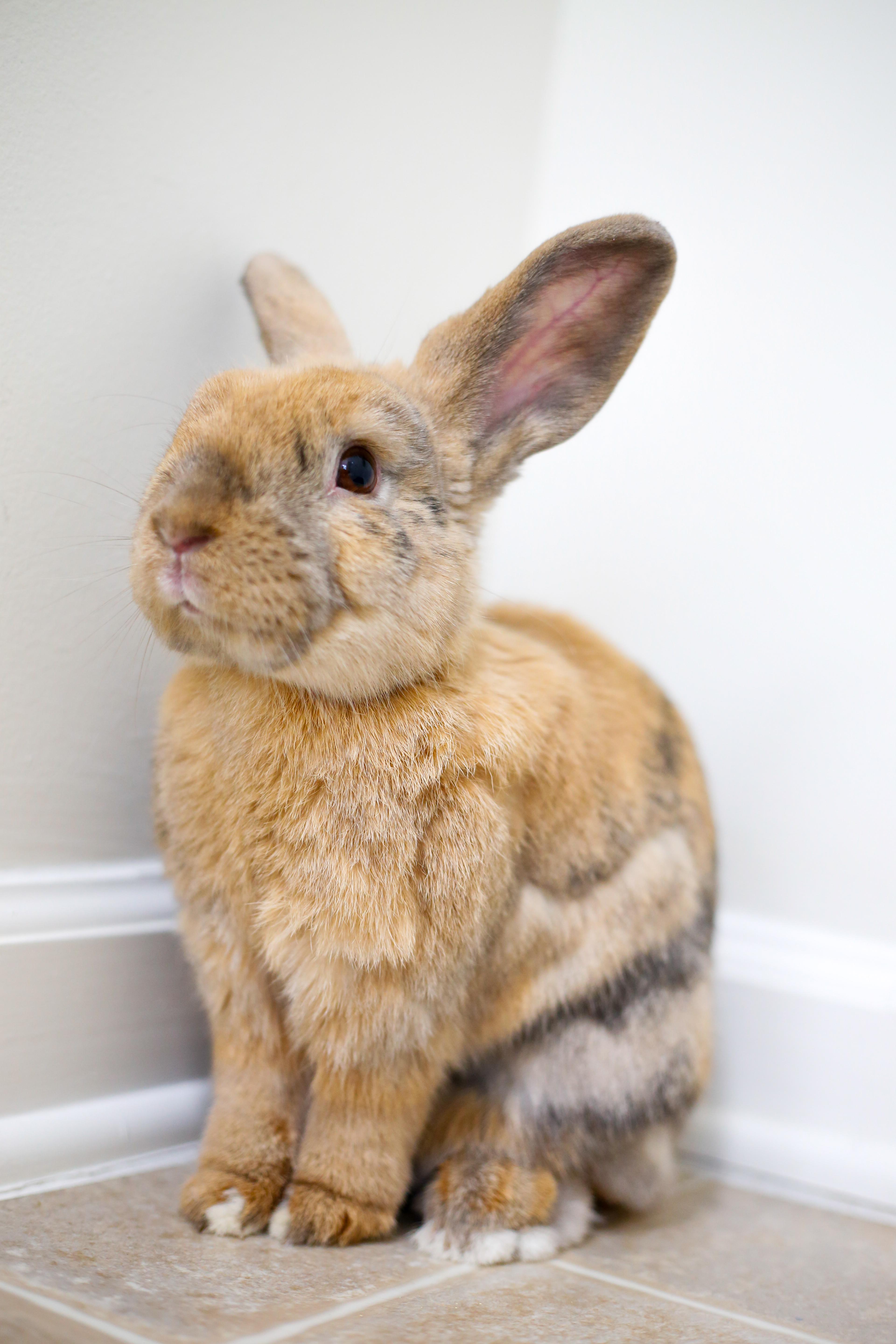 Enlarge Aerial, a Adoptable mixed breed in Laurens, SC image 4/6