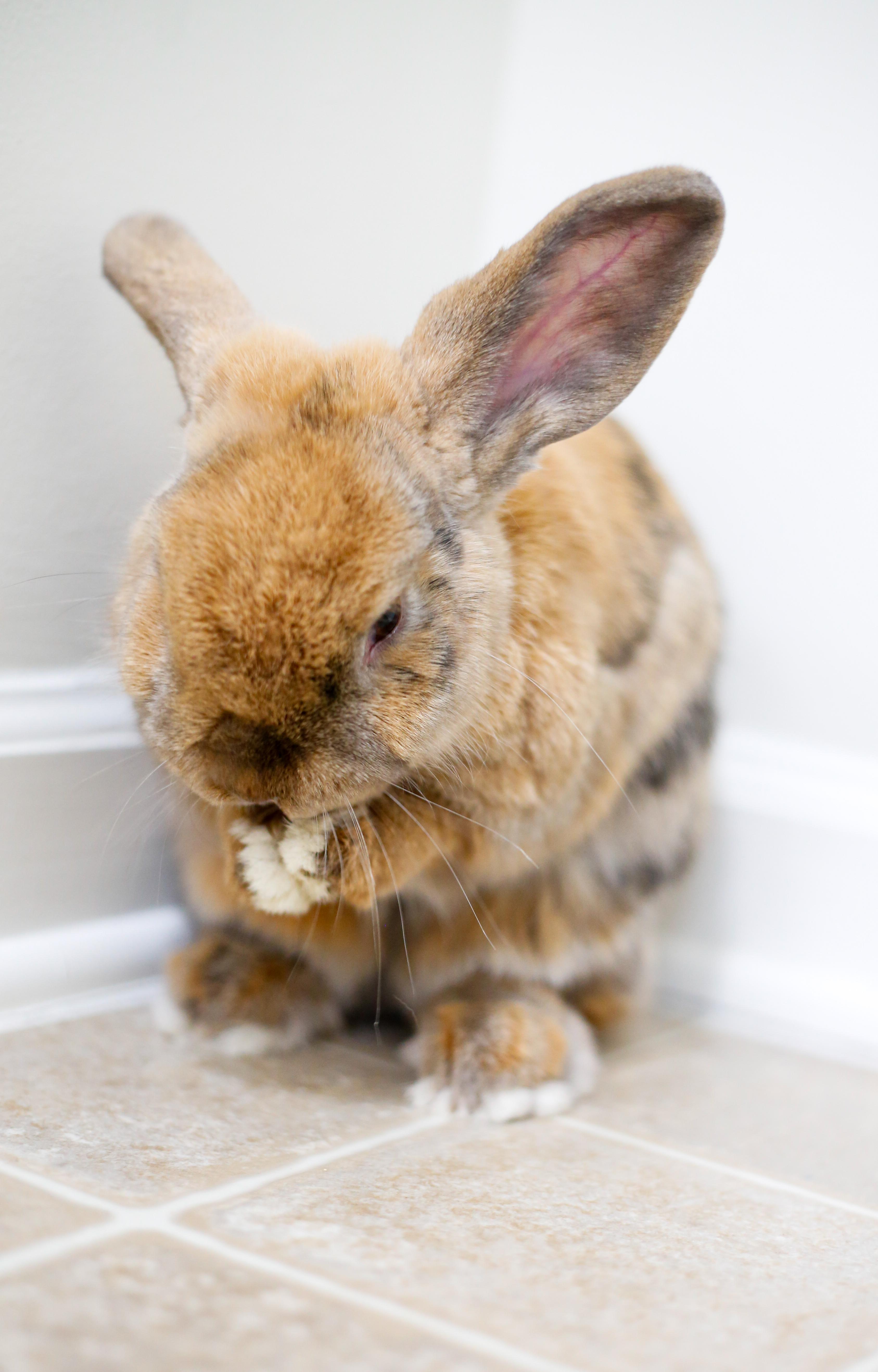 Aerial, Adoptable, Adult Female Netherland Dwarf.