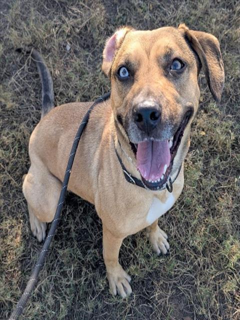 JUDY, Adoptable, Young Female Black Mouth Cur & Mixed Breed.