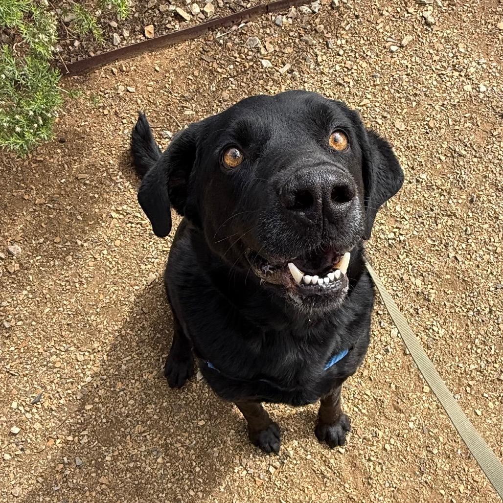Jax, Adoptable, Senior Male Labrador Retriever & Mixed Breed.
