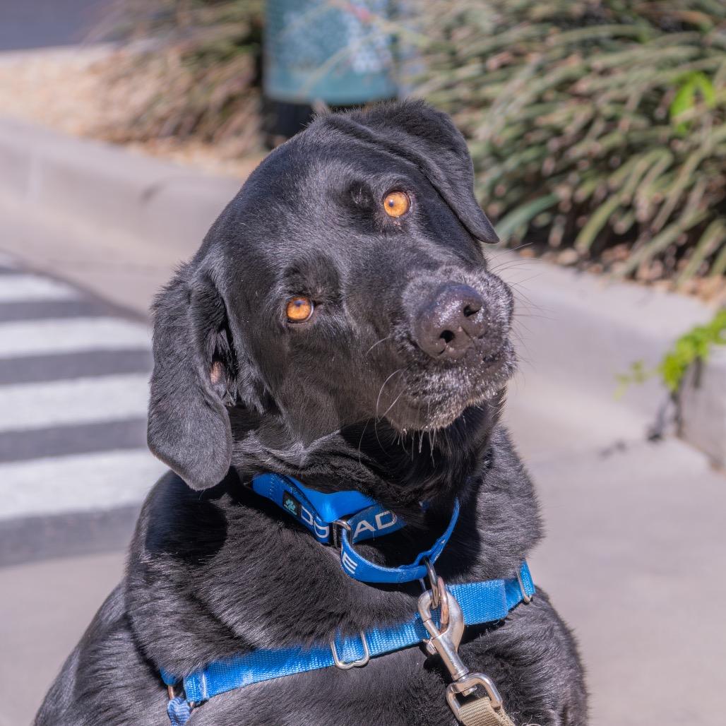 Enlarge Jax, a Adoptable mixed breed in Albuquerque, NM image 2/4