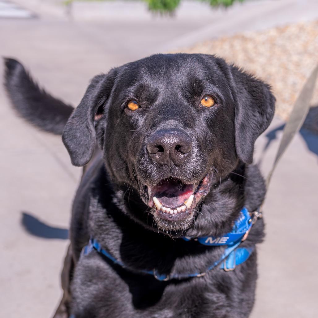 Enlarge Jax, a Adoptable mixed breed in Albuquerque, NM image 3/4