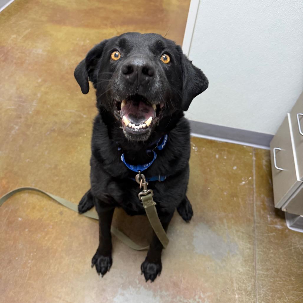 Enlarge Jax, a Adoptable mixed breed in Albuquerque, NM image 4/4