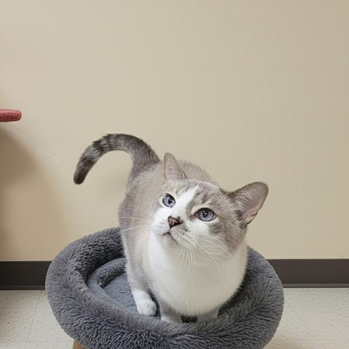 Enlarge Barbie , a ADOPTABLE Snowshoe in SCOTTSDALE, AZ image 4/5