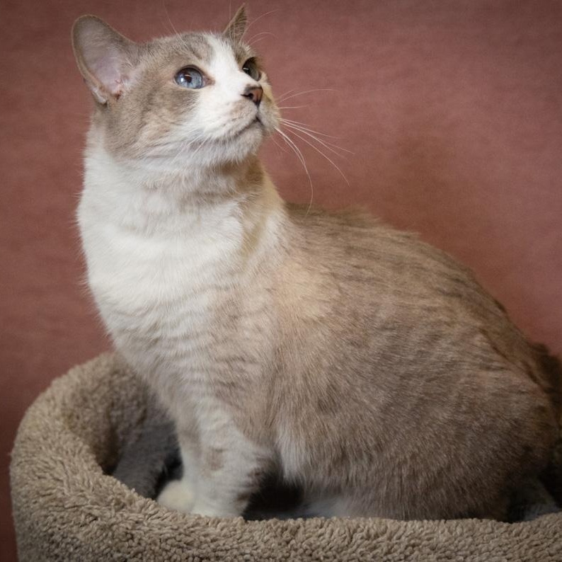 Enlarge Barbie , a ADOPTABLE Snowshoe in SCOTTSDALE, AZ image 3/5