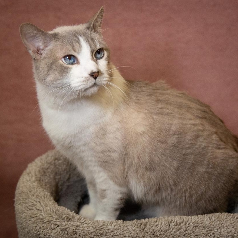 Barbie , ADOPTABLE, Young Female Snowshoe.