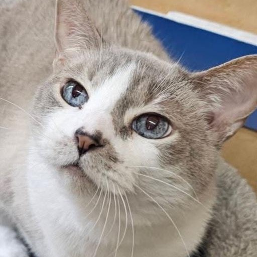 Enlarge Barbie , a ADOPTABLE Snowshoe in SCOTTSDALE, AZ image 2/5