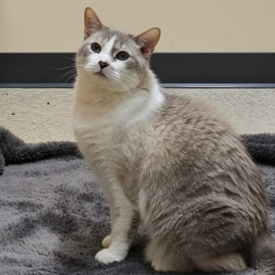 Enlarge Barbie , a ADOPTABLE Snowshoe in SCOTTSDALE, AZ image 5/5