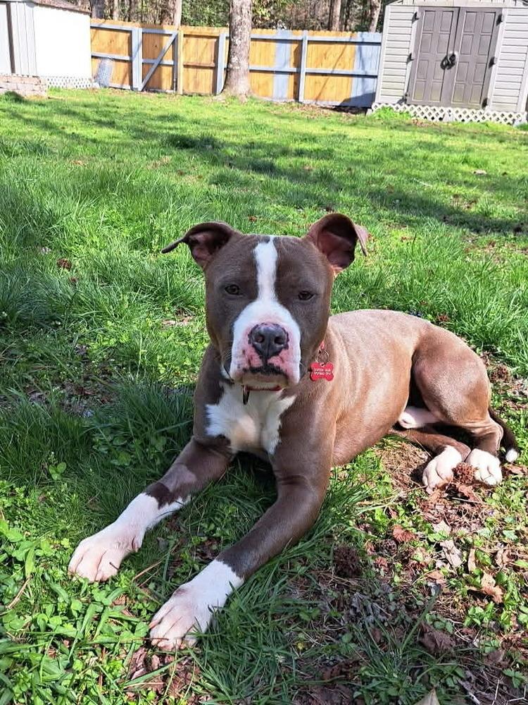 Cash, Adoptable, Adult Male Staffordshire Bull Terrier.