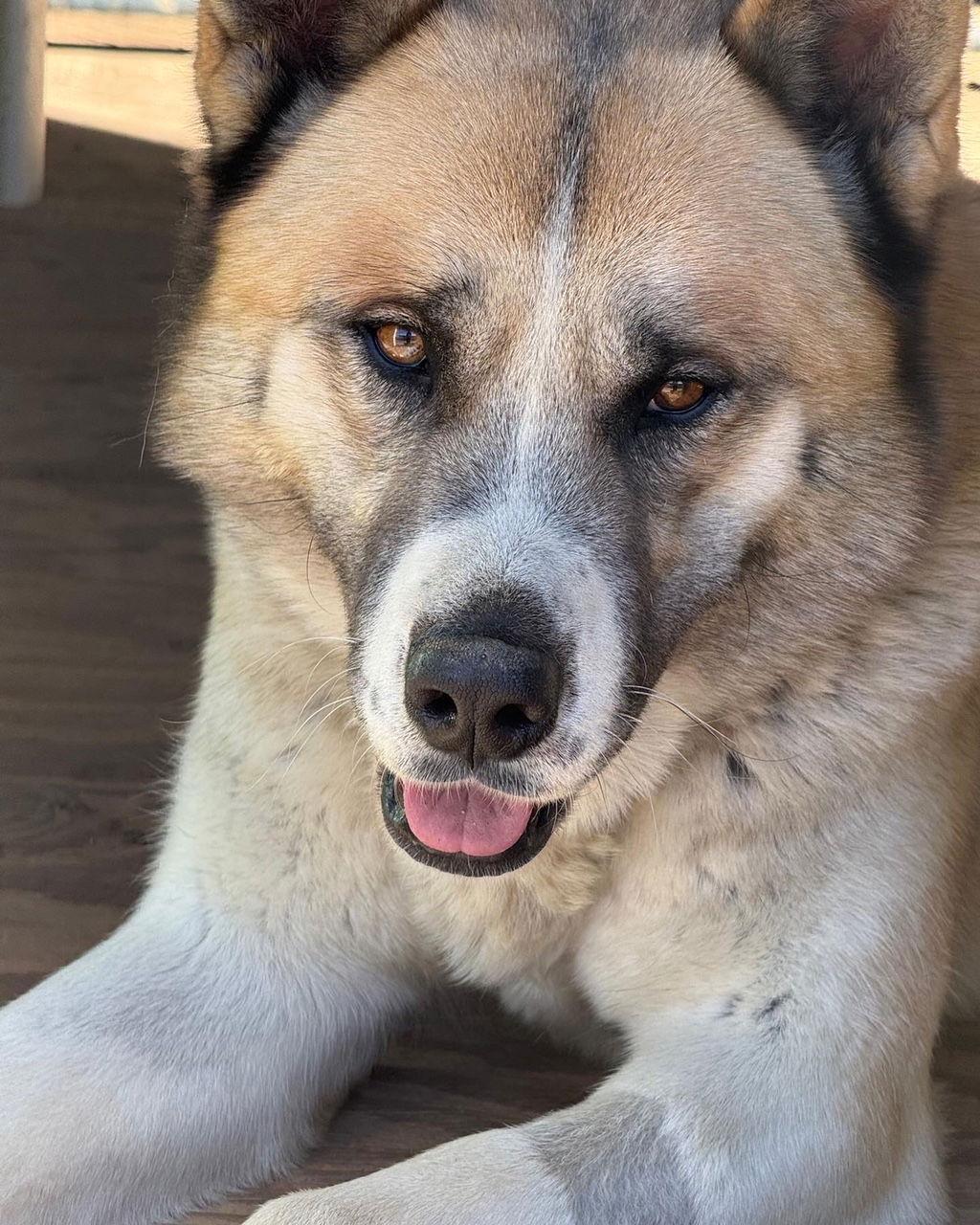 Enlarge Chestnut, a Adoptable Akita in Romoland, CA image 1/3