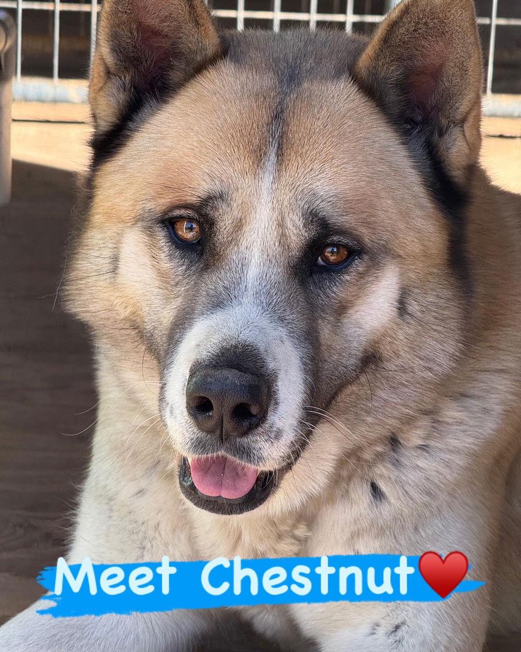Enlarge Chestnut, a Adoptable Akita in Romoland, CA image 3/3