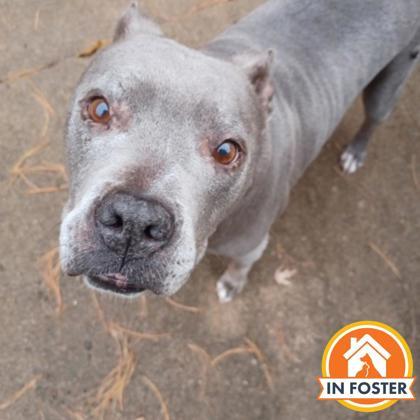 Elsa, a Adoptable mixed breed in Merriam, KS image 1/3