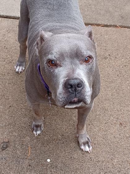 Enlarge Elsa, a Adoptable mixed breed in Merriam, KS image 3/3
