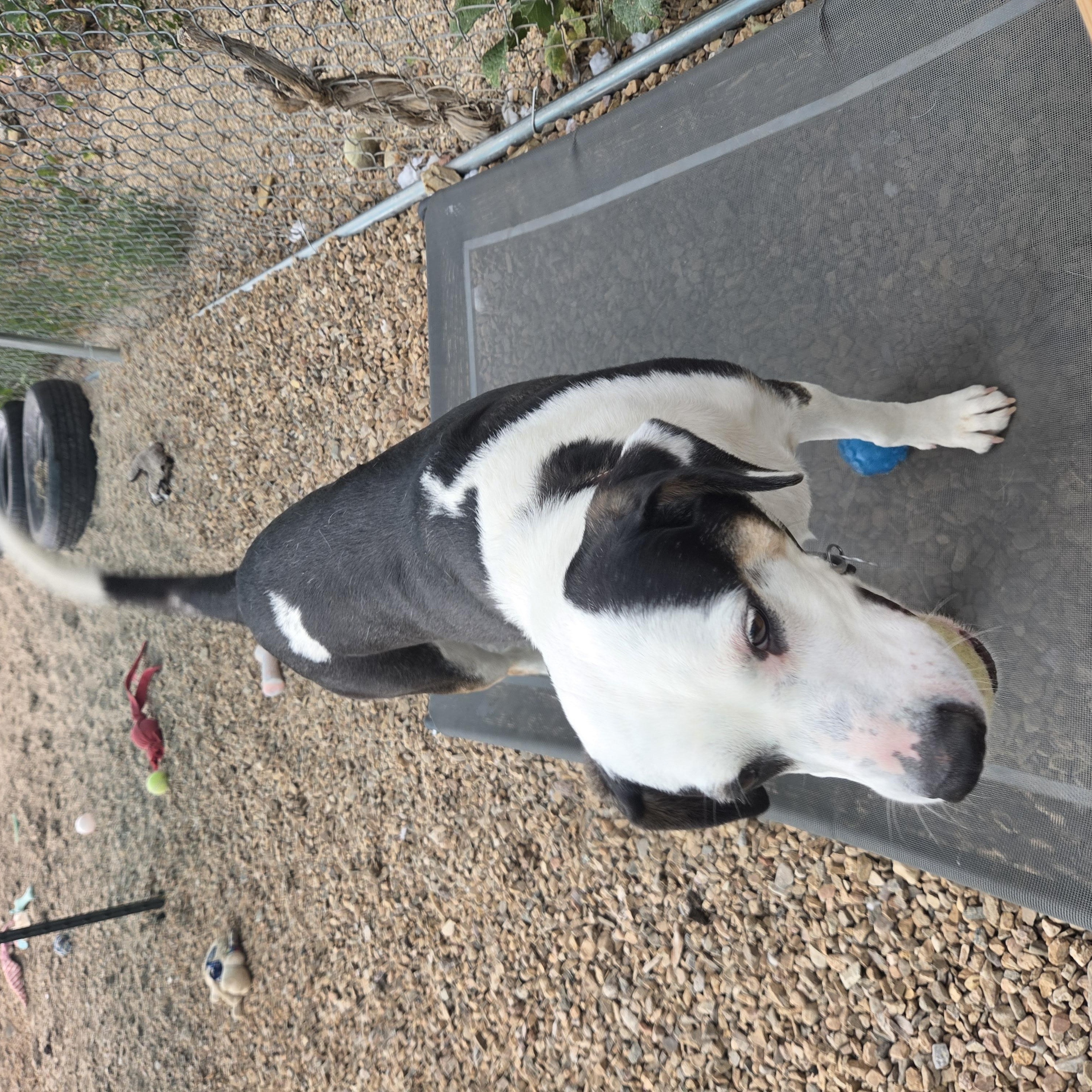 Enlarge Pepper, a ADOPTABLE mixed breed in Newcastle, WY image 3/3