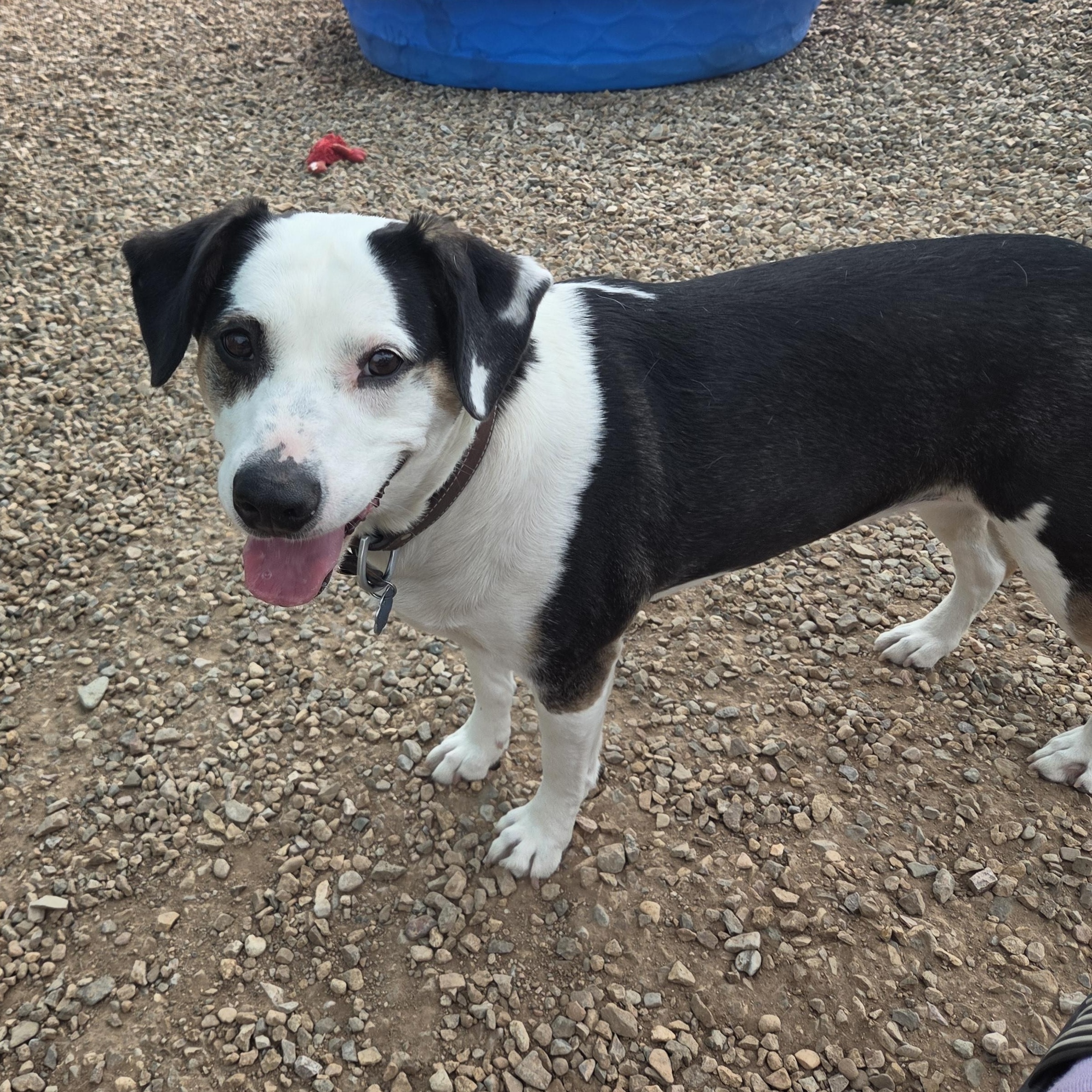 Enlarge Pepper, a ADOPTABLE mixed breed in Newcastle, WY image 2/3