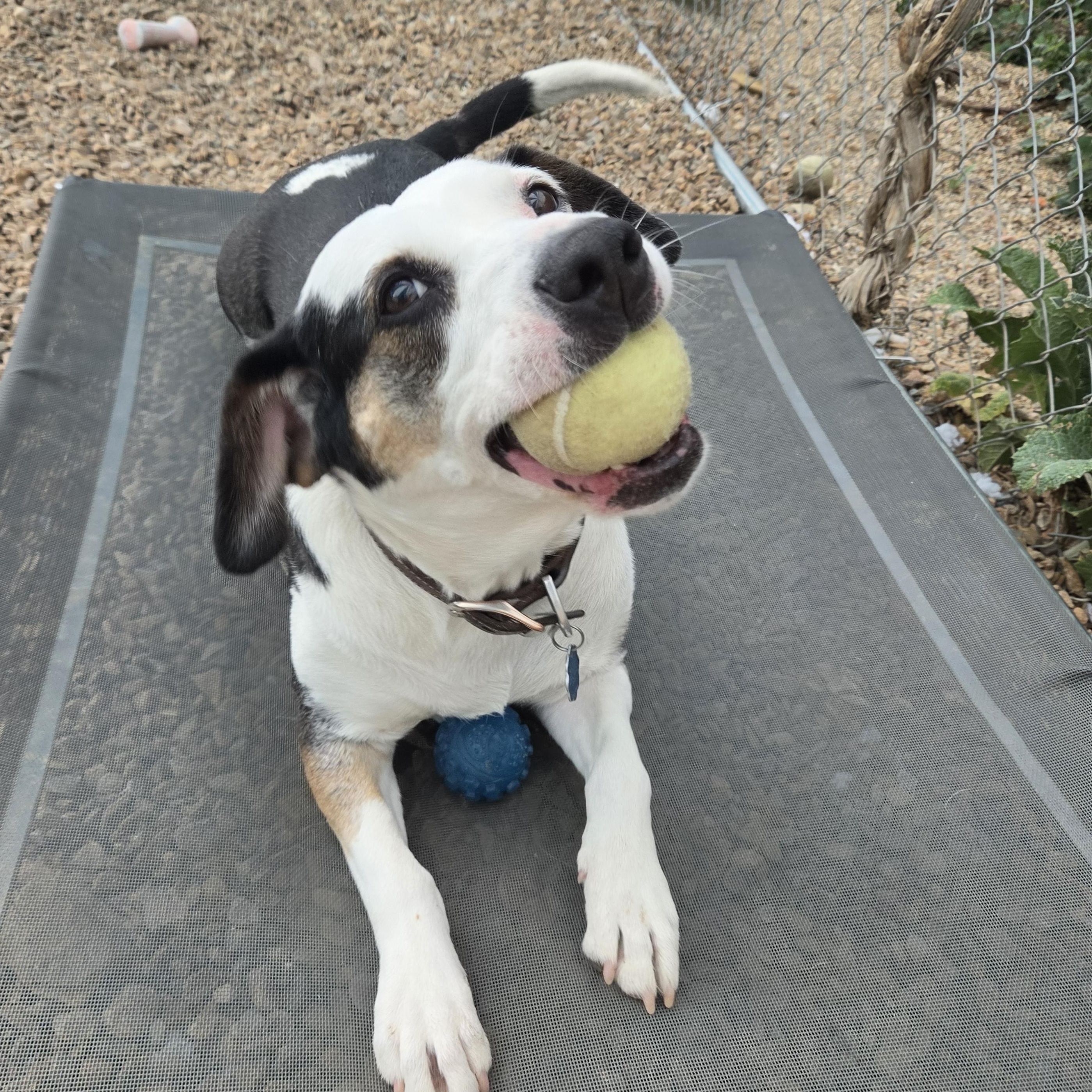 Enlarge Pepper, a ADOPTABLE mixed breed in Newcastle, WY image 1/3