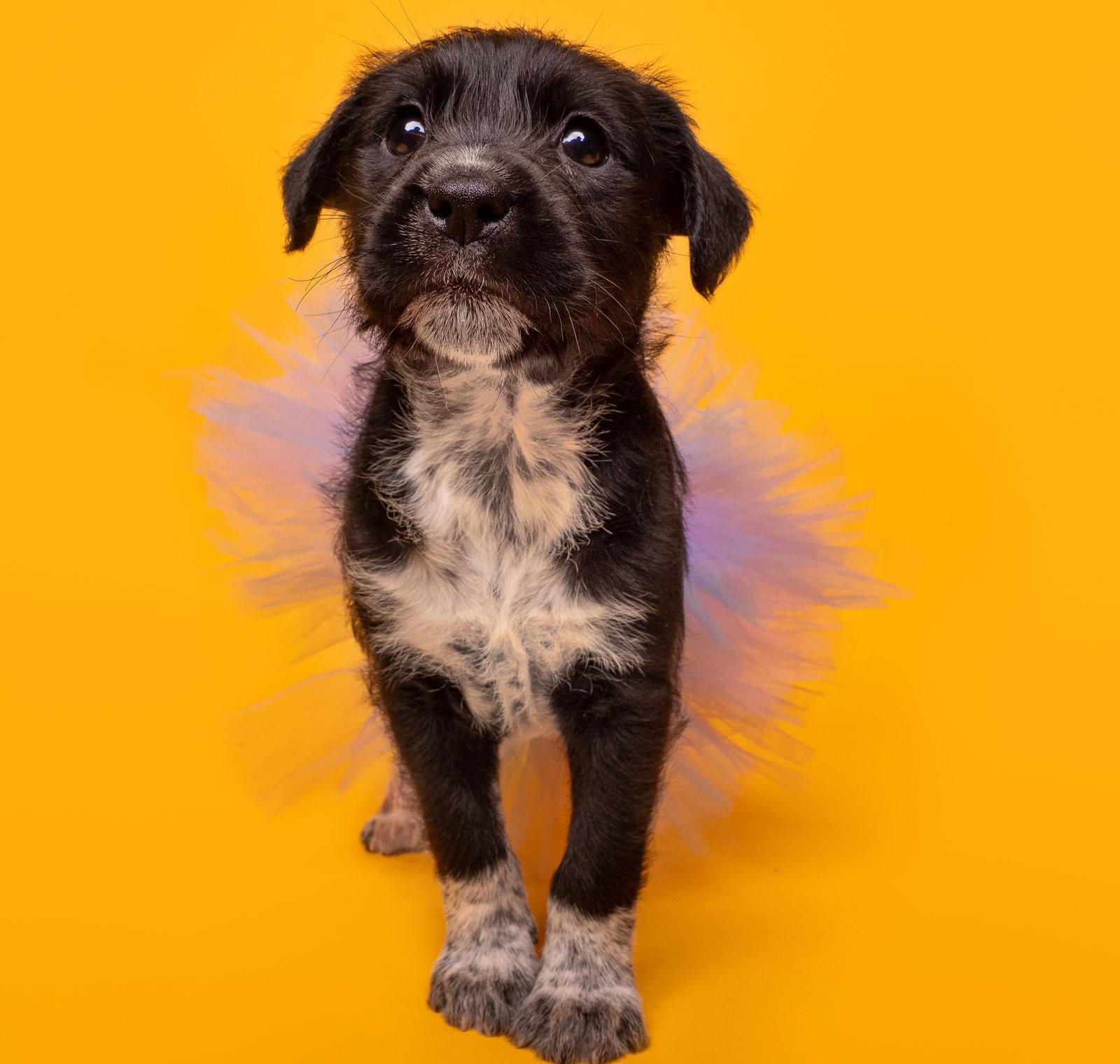 Bocce, Adoptable, Puppy Female Beagle & Scottish Terrier.
