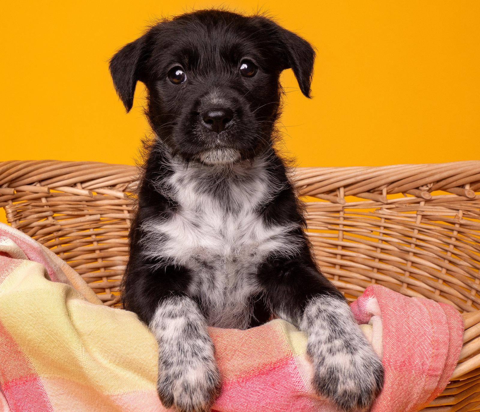 Bocce, a Adoptable mixed breed in Palo Alto, CA image 2/3