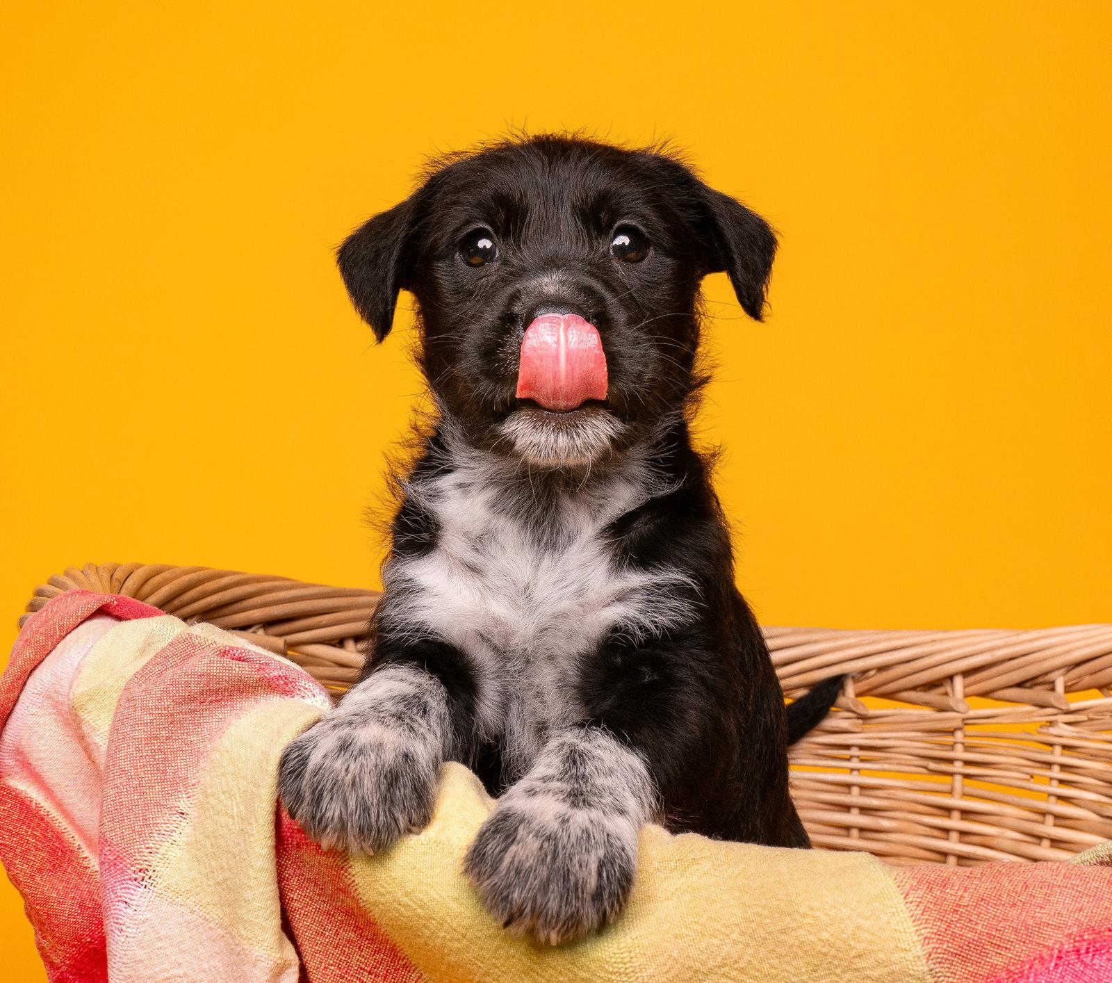 Bocce, a Adoptable mixed breed in Palo Alto, CA image 3/3