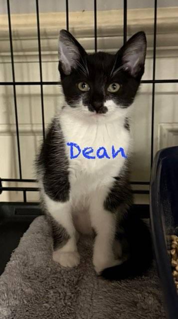 Enlarge Dean, a Adoptable Domestic Short Hair in Pawleys Island, SC image 1/1