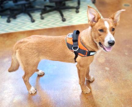 Clover, a Adoptable mixed breed in Mountain View, AR image 2/3