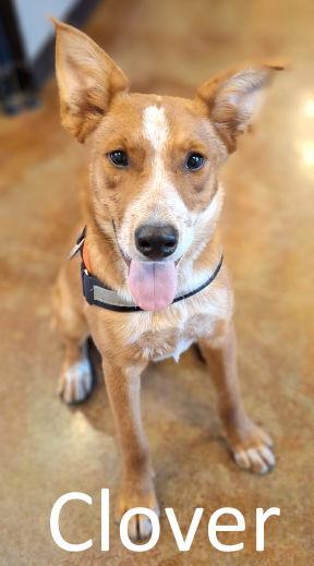 Clover, a Adoptable mixed breed in Mountain View, AR image 3/3