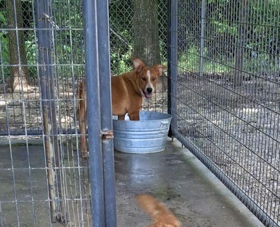 Clover, a Adoptable mixed breed in Mountain View, AR image 2/3