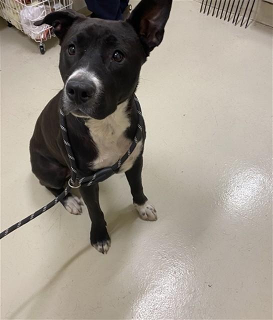 RAYA, Adoptable, Adult Female Border Collie.