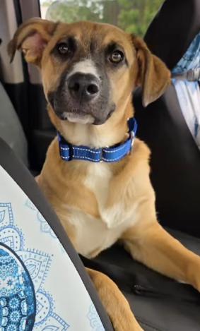Oliver, an adopted mixed breed in Santa Clara, CA image 2/4